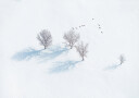 Trees and Birds Plakat Plakat / 21x30cm