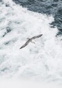 Grey Seagull Flying Over Waves Plakat Plakat / 21x30cm