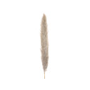 Jolipa Pampas Grass Branch, Dried Natural, 137cm