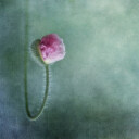 Trust Plakat Plakat / 70x70cm