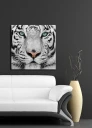 Lerretsbilde 45x45 cm Nærbilde av en hvit tiger med intense øyne Hvit / Svart / Grønn