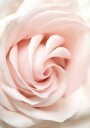 Rose Flower Plakat Plakat / 100x150cm