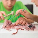 4M KIDZLABS / CREEPY CRAWLY DIGGING KIT