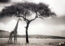 under the African sun Poster Plakat / 50x70cm
