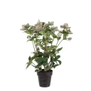 Mr Plant Helleborus i potte 55 cm rosa