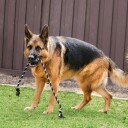 Kong Extreme Ball Med Tau L Ø7.5Cm