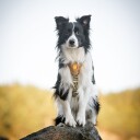 Woolly Wolf Cloudbeam hundesele i brun - Myk og slitesterk i resirkulert materiale
