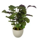 Calathea kunstig plante H80 279688