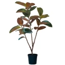 Mr Plant Fiken Elastica 210 cm