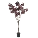 Mr Plant Cotinus Tre 200 cm