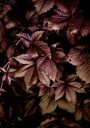 Autumn Leaves 13 Plakat / 30x40