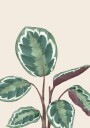 Variegated Green and Purple Plant Plakat Plakat / 70x100cm