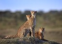 Cheetahs Family Plakat Plakat / 50x70cm