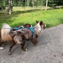 Non-Stop Dogwear Hundesele Line 5.0 Teal Str. 2
