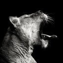 Powerful Lioness Yawn Plakat / 70x70
