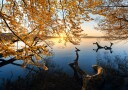Golden Autumn Lake Sunrise Plakat / 100x150