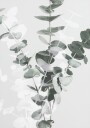 Pictufy Studio Iii Eucalyptus No.2 Plakat Plakat / 40x50cm