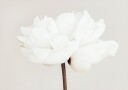 Pictufy Studio Iii Peony No.11 Plakat Plakat / 100x150cm