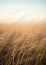 Golden Prairie Grass Plakat Plakat / 21x30cm