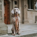 Hunter Hundehalsbånd 200cm Lær Kobbel Brun 11mm