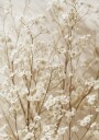 Gentle Bloom: Dried White Baby’s Breath Plakat Plakat / 100x150cm