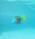 Swims Rainbow Reef Beta Fish 6072503