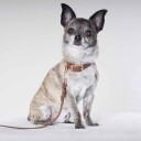 Tyylivoitto Classy Hundehalsbånd Brun (Xs)