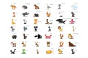 Fototapet Learning By playing Animals 200x154 - Artgeist sp. z o. o.