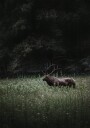 Deer in Nature Plakat Plakat / 30x40cm
