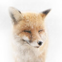 Satisfied Plakat Plakat / 70x70cm