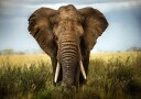 Encounters in Serengeti Plakat / 50x70cm
