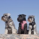 Feel Active Soft Hundesele Rosa (S)
