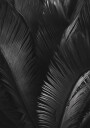 Palm Leaves Plakat Plakat / 100x150cm