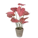 Mr Plant Caladium Potteplante 80 cm Rosa