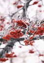 Frosted Red Berries on Winter Branches Plakat Plakat / 100x150cm