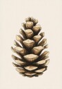 Pine Poster Plakat / 40x50cm