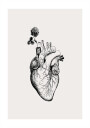 Heart Bloom Plakat Plakat / 50x70cm