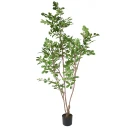 Mr Plant Eiketre 170 cm