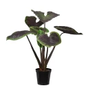 Mr Plant Alocasia Tre 130 cm