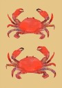 Crab 2 Poster Plakat / 70x100cm