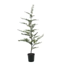 Mr Plant Sedertre i potte 180 cm