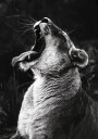 Yawning Lion Plakat Plakat / 50x70cm