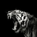 Roaring Tiger Portrait Plakat / 40x40