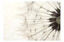 Fototapet White Dandelion 250x175 - Artgeist sp. z o. o.