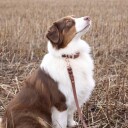 Tyylivoitto Classy Hundehalsbånd Stor Modell Brun (M)