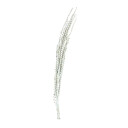 Europalms Galho Buriti White 150cm