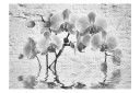 Fototapet Orchid In Shades Of Gray 350x245 - Artgeist sp. z o. o.