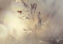Dreamy Ladybug Bokeh Plakat / 50x70