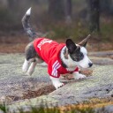 Rød Adidog Hundegenser Liten Og Stor Hund