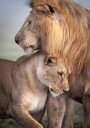Wild Love Poster Plakat / 100x150cm